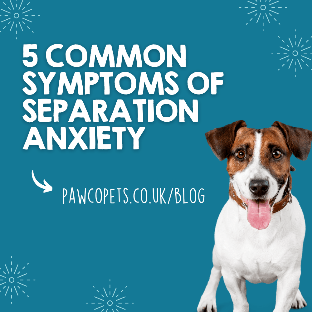 5 Symptoms of Separation Anxiety in Dogs